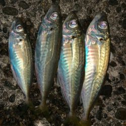 松部港にてアジサビキ釣り