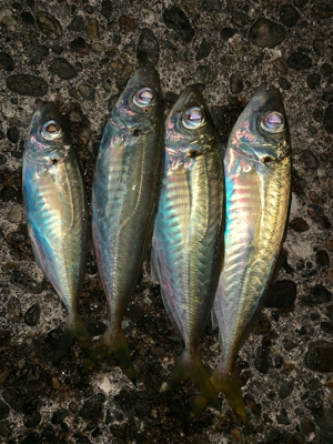 松部港にてアジサビキ釣り