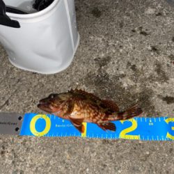 マルチヒット!堤防小物は元気いっぱい