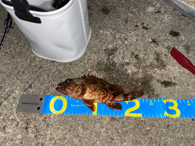 マルチヒット!堤防小物は元気いっぱい