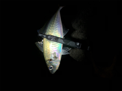 メリークリスマス