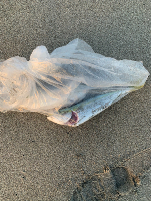 なんとか釣れたが一瞬の時合