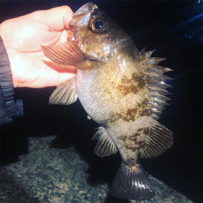 泉南メバリングへ