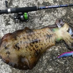 キロ超えからエギと同じサイズまで