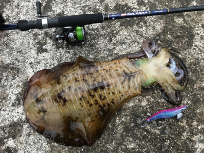 キロ超えからエギと同じサイズまで