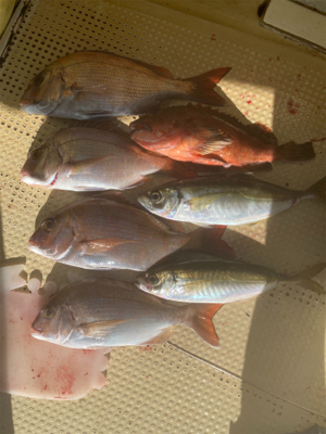 鯛サビキ　　明石