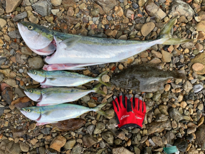 久々に青物爆釣