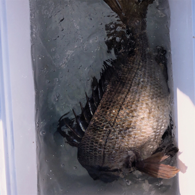 なぎさ公園角ポイントはチヌ絶好の潮溜り