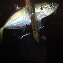 アジング練習 85