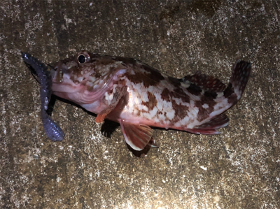 アジとガシラのコラボゲーム