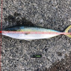 ハマチ、イトヨリ