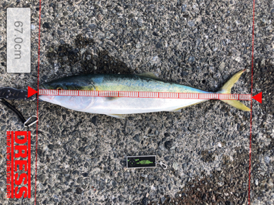 ハマチ、イトヨリ