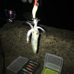 久しぶりにヒイカプチ地合い(^｡^)