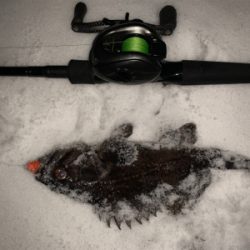 雪降る中のロックフィッシュ