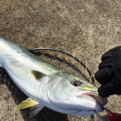 ブリとったどー