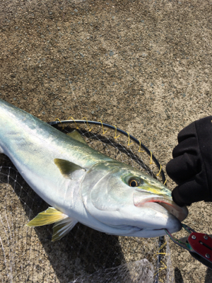 ブリとったどー