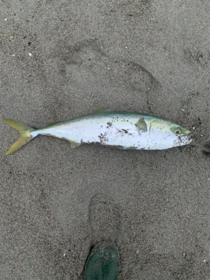 ワラサからのハマチ祭り