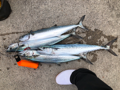 西風が少し強い中でのジギング！