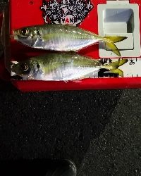 アジング練習 86