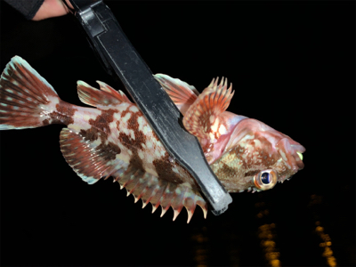 終了？（回遊次第アジング）