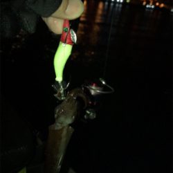 仕事の合間にヒイカ釣りσ(^_^;)