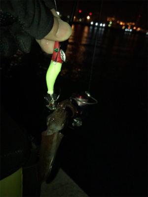 仕事の合間にヒイカ釣りσ(^_^;)