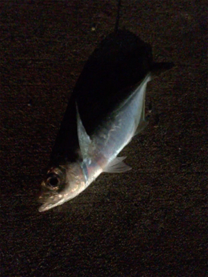 アジングまずまず