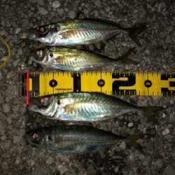 まさかのマトウダイ(笑´∀︎`)