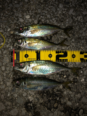 まさかのマトウダイ(笑´∀︎`)