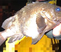 ついに”尺”現る！