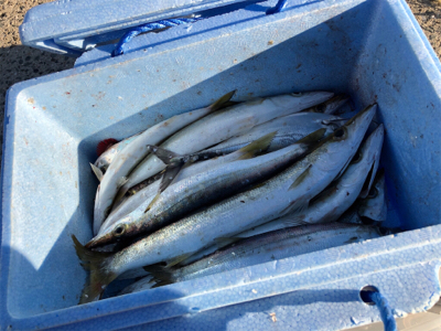 アジ釣りが盛況の中　1人カマス狙いで