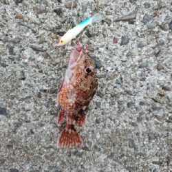 エギングやったんやけど