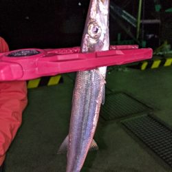 カマスいっぱい