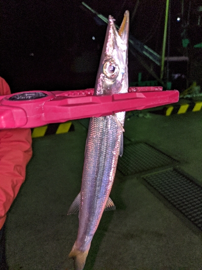 カマスいっぱい