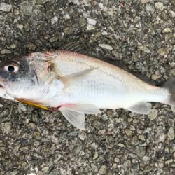 ライトゲームで五目釣り達成