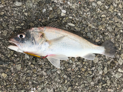 ライトゲームで五目釣り達成