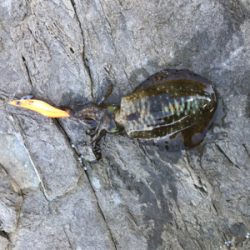 釣納めに、行って来ました！