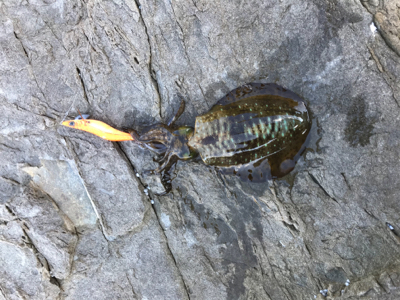 釣納めに、行って来ました！