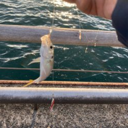 タチウオ不在アジ遊戯