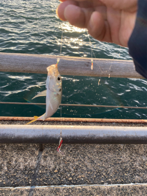 タチウオ不在アジ遊戯