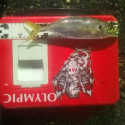 アジング練習 87