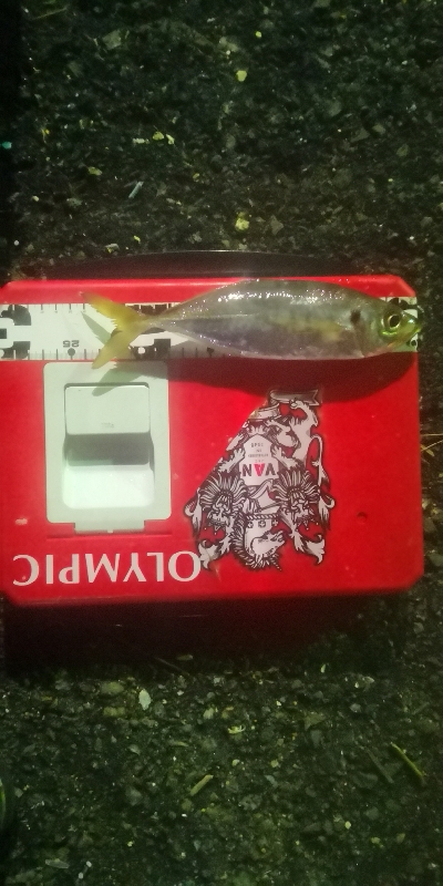 アジング練習 87