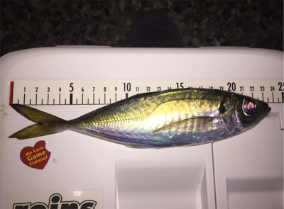 2019年 釣り納め