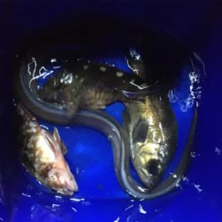 でかアジ入れ食い