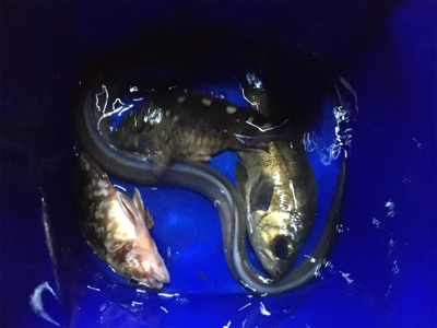 でかアジ入れ食い