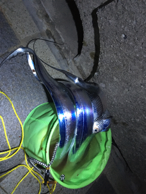 マリーナシティのタチウオ