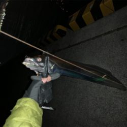 仕事納めタチウオ‼︎