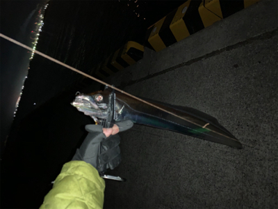 仕事納めタチウオ‼︎