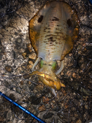 エギングでまさかの…