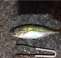 竿納めアジング